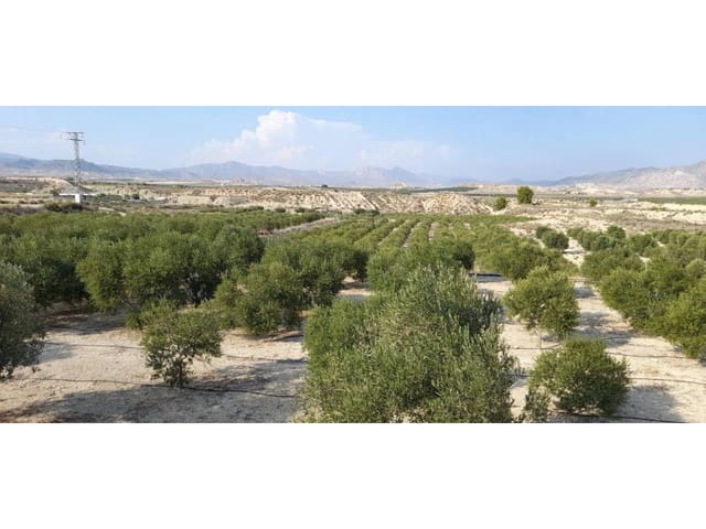 Bauplatz zu verkaufen in Fortuna - 70.000 € (Ref: 10032310)
