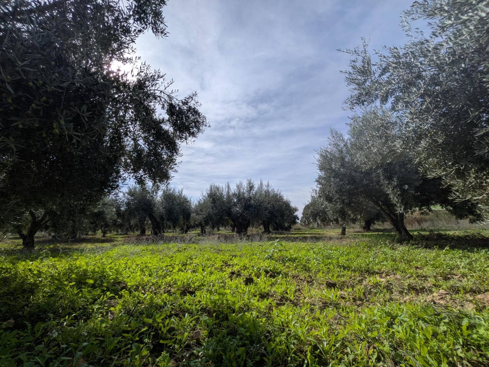 3 bedroom Finca/Country House for sale in Los Canovas - € 129,700 (Ref: 9980531)