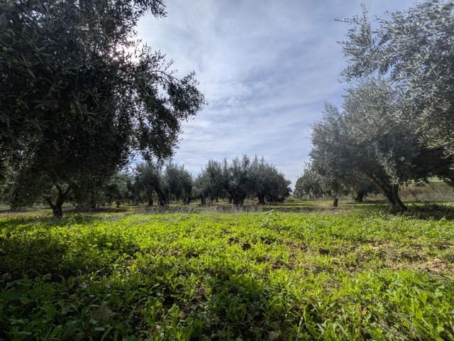 3 bedroom Finca/Country House for sale in Los Canovas, Fuente Alamo de Murcia - € 129,700 (Ref: 9980531)