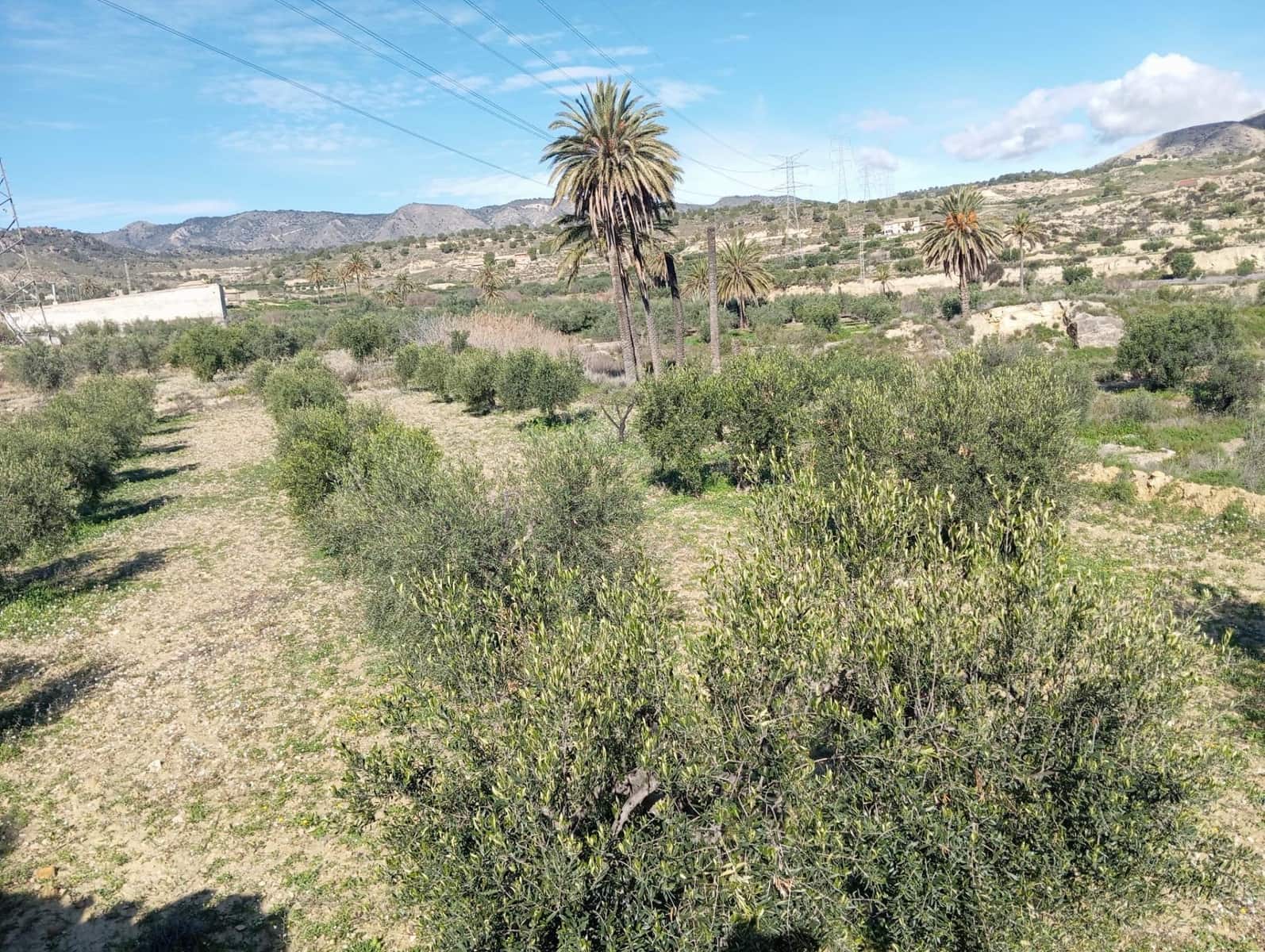 Terre non Aménagée à vendre à Barinas - 34 500 € (Ref: 9980552)