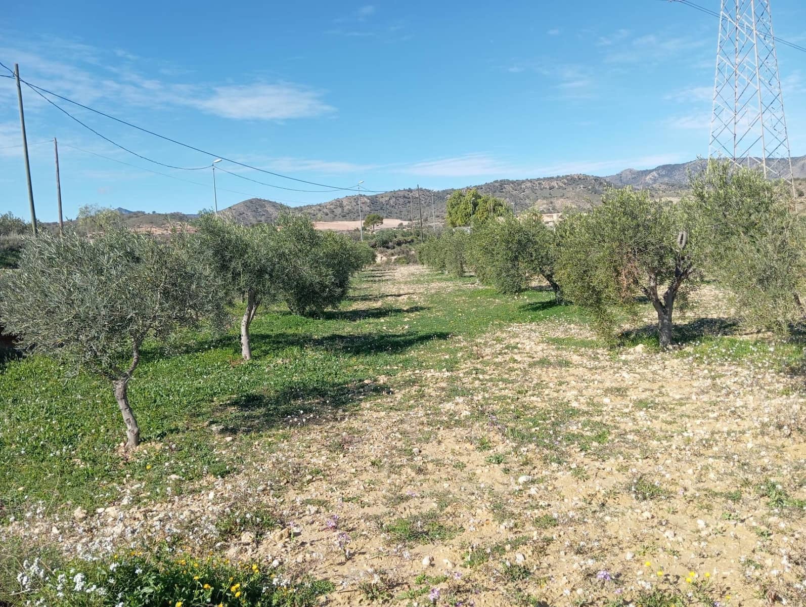 Terre non Aménagée à vendre à Barinas - 34 500 € (Ref: 9980552)