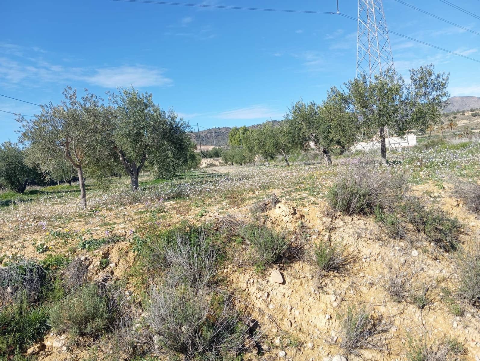 Terre non Aménagée à vendre à Barinas - 34 500 € (Ref: 9980552)