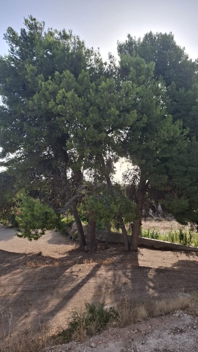 4 slaapkamer Bungalow te koop in Crevillente / Crevillent met garage - € 310.000 (Ref: 10016902)