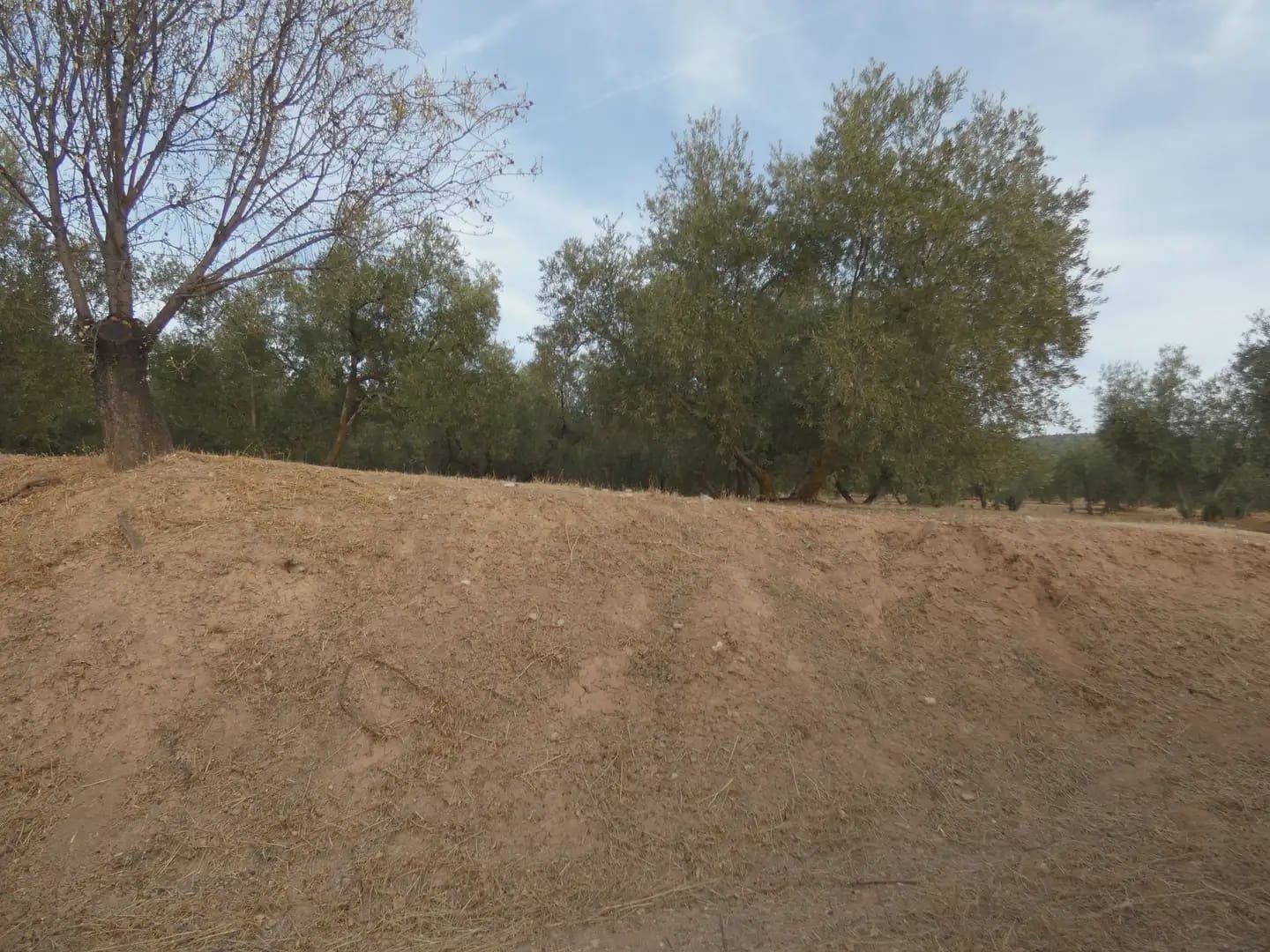 Terreno Non Edificato in vendita in Cogollos Vega - 21.000 € (Rif: 10047694)