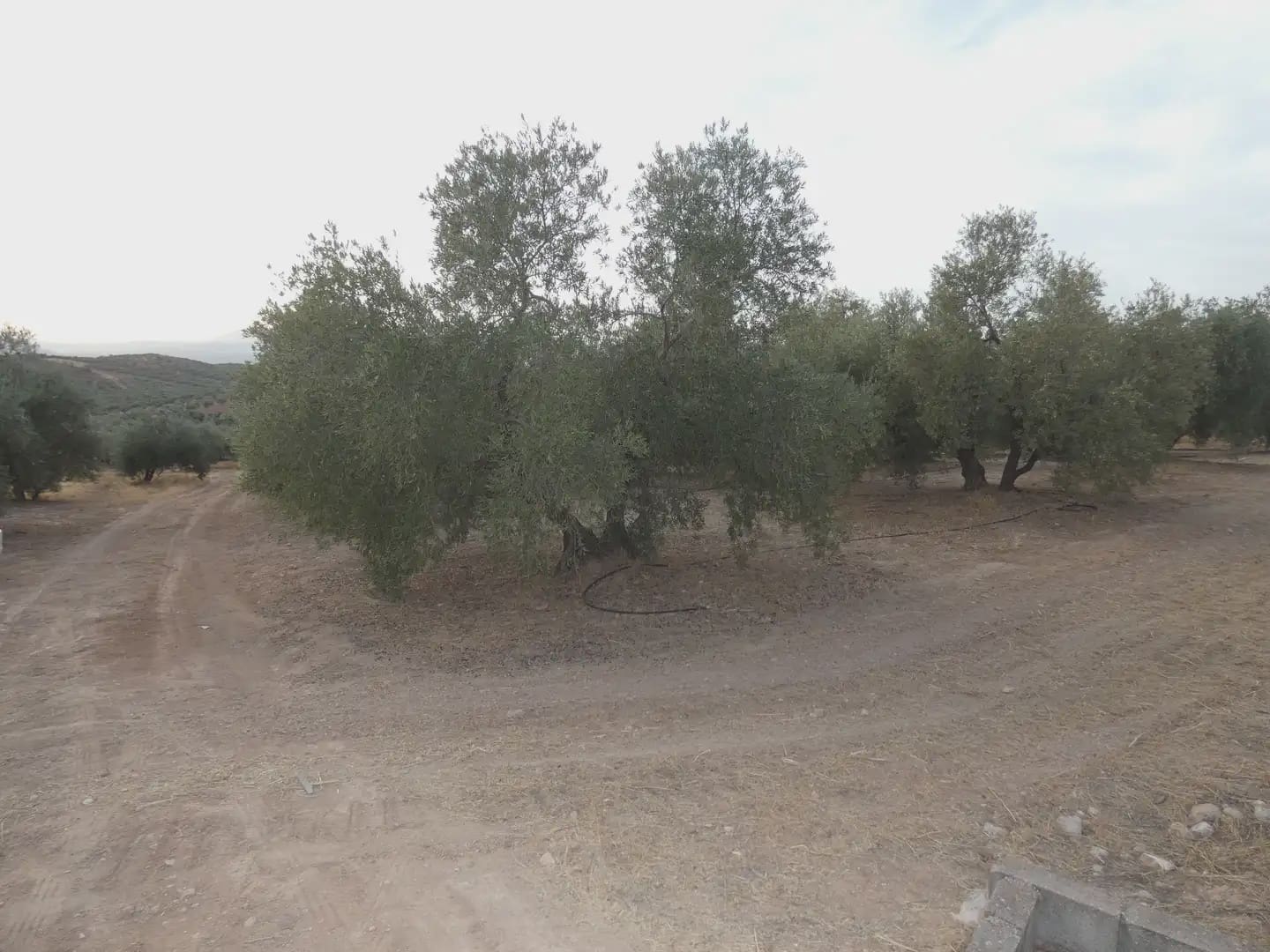 Terreno Non Edificato in vendita in Cogollos Vega - 21.000 € (Rif: 10047694)