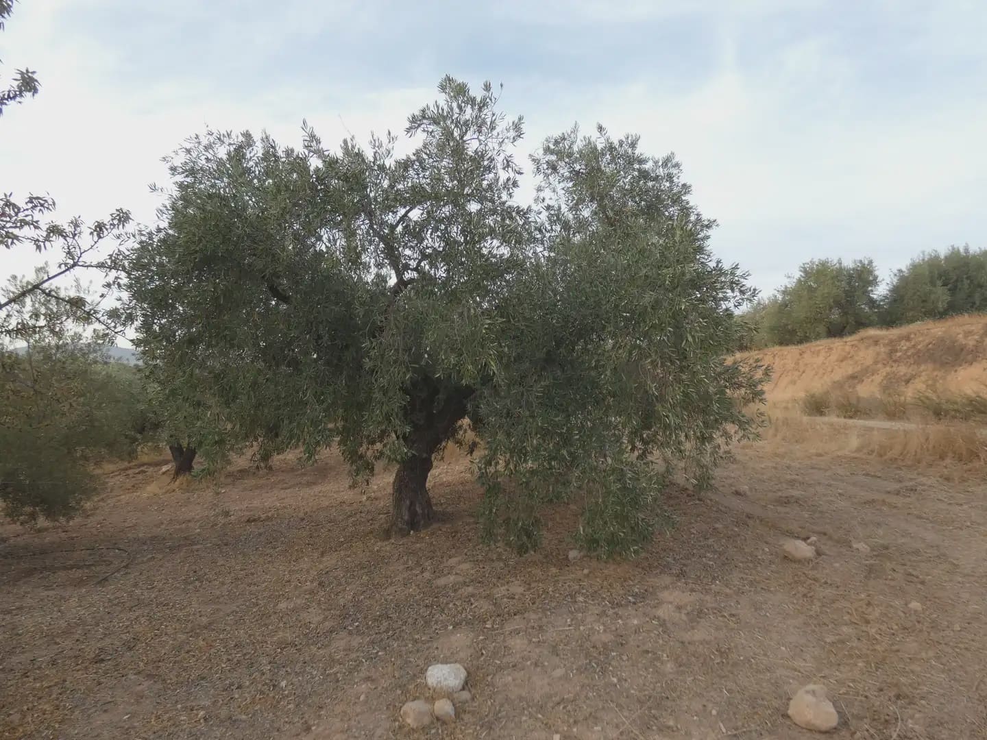 Terreno Non Edificato in vendita in Cogollos Vega - 21.000 € (Rif: 10047694)