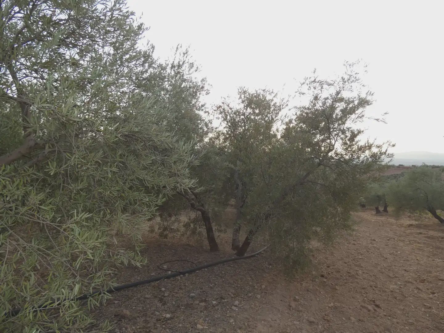 Terreno Non Edificato in vendita in Cogollos Vega - 21.000 € (Rif: 10047694)