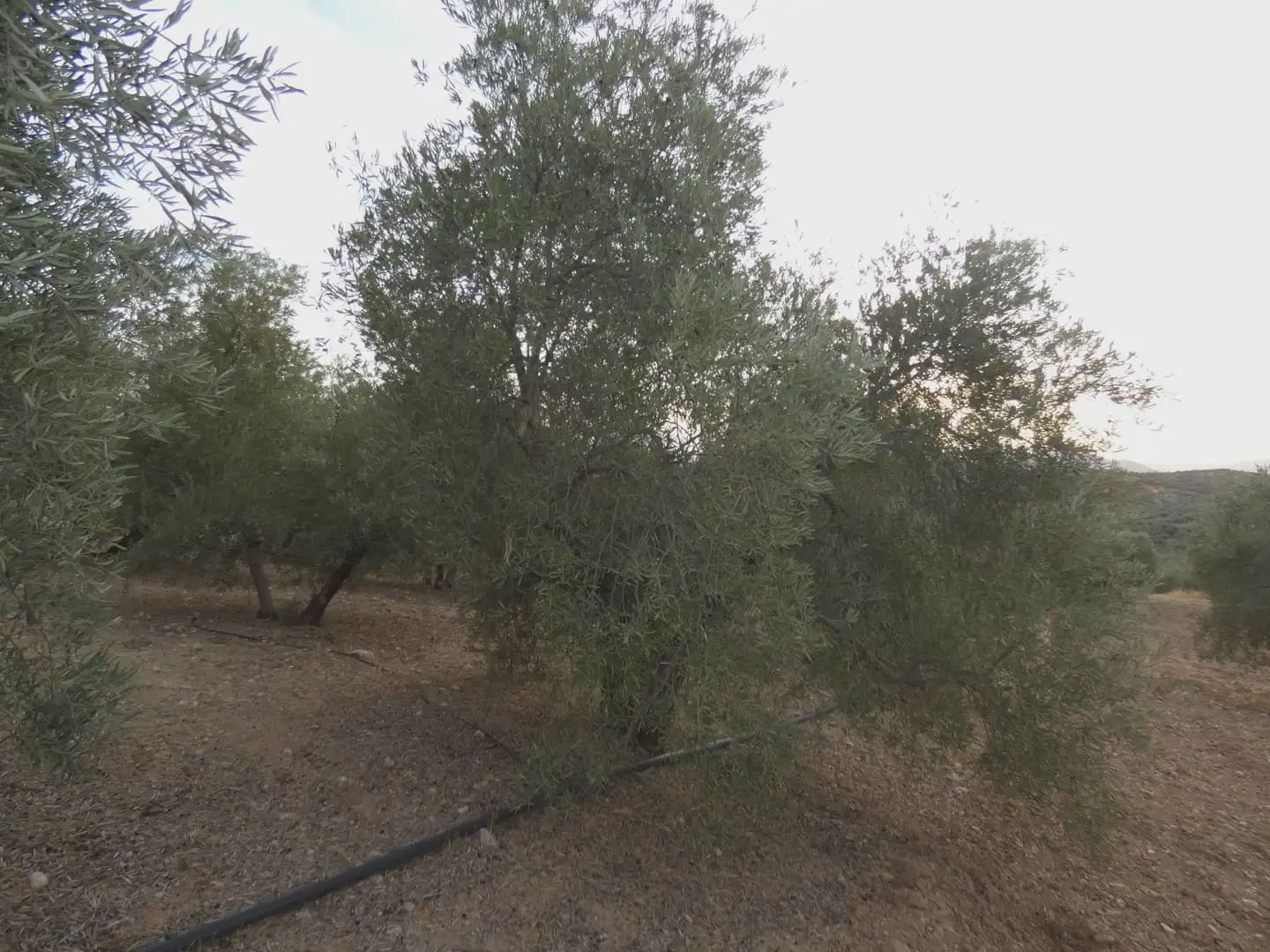 Terreno Non Edificato in vendita in Cogollos Vega - 21.000 € (Rif: 10047694)