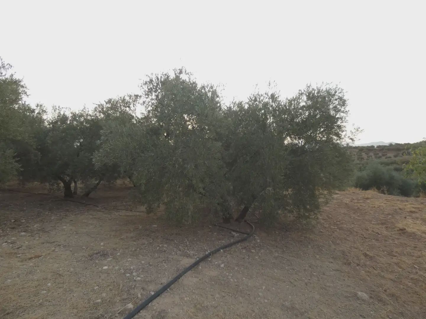 Terreno Non Edificato in vendita in Cogollos Vega - 21.000 € (Rif: 10047694)