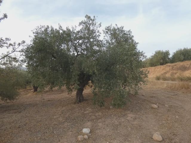 Terreno Non Edificato in vendita in Cogollos Vega - 21.000 € (Rif: 10047694)
