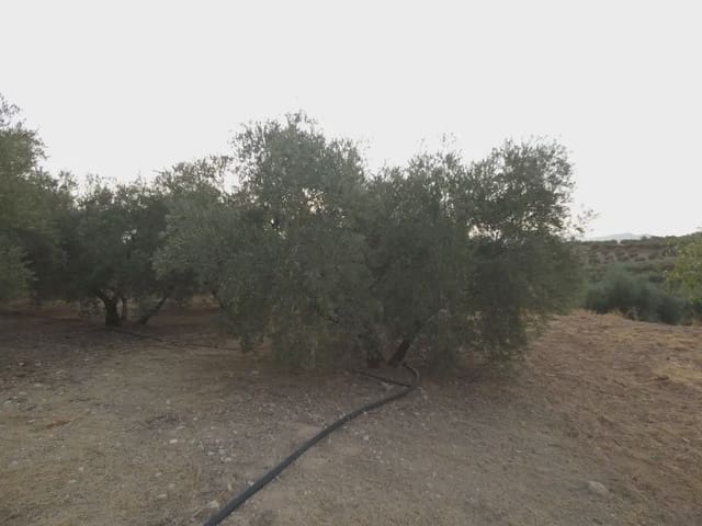 Terreno Non Edificato in vendita in Cogollos Vega - 21.000 € (Rif: 10047694)