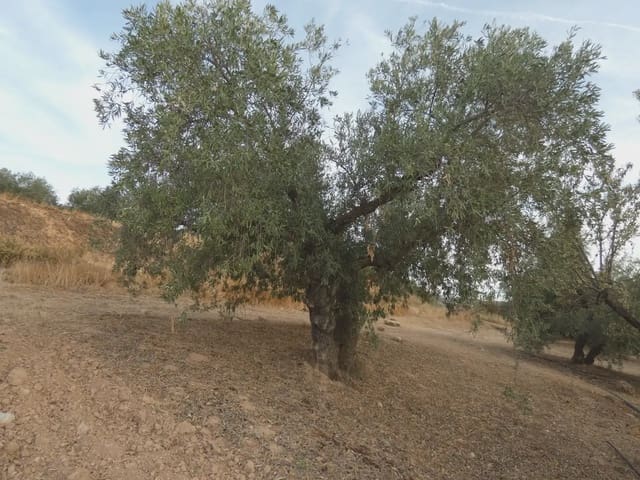 Terreno Non Edificato in vendita in Cogollos Vega - 21.000 € (Rif: 10047694)