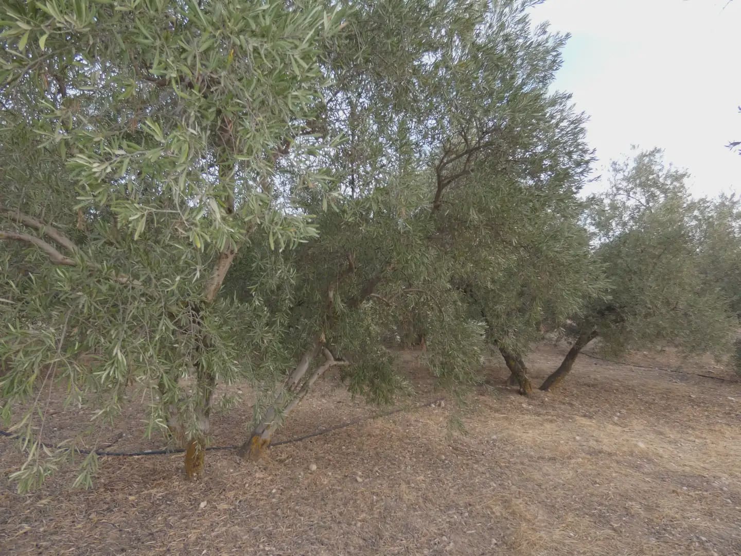Terreno Non Edificato in vendita in Cogollos Vega - 21.000 € (Rif: 10047694)