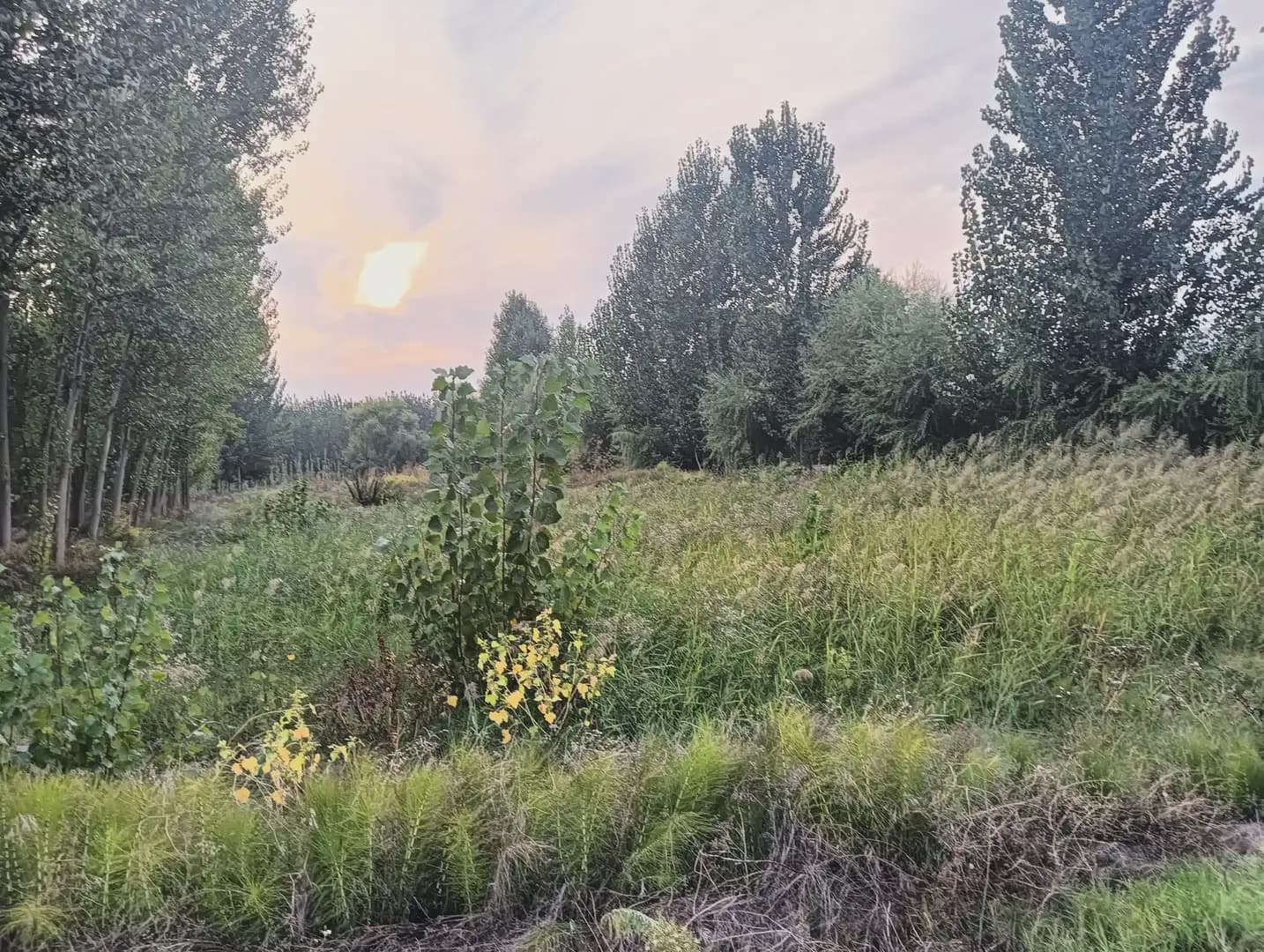 Undeveloped Land for sale in Fuente Vaqueros - € 11,000 (Ref: 10047711)