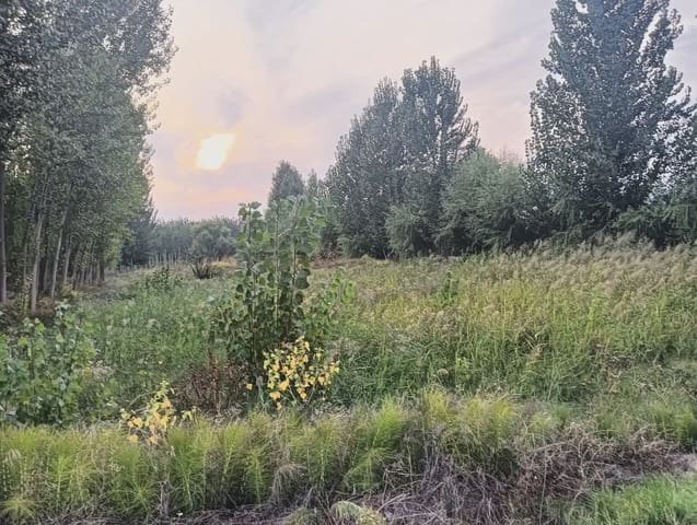 Terreno Não Urbanizado para venda em Fuente Vaqueros - 11 000 € (Ref: 10047711)