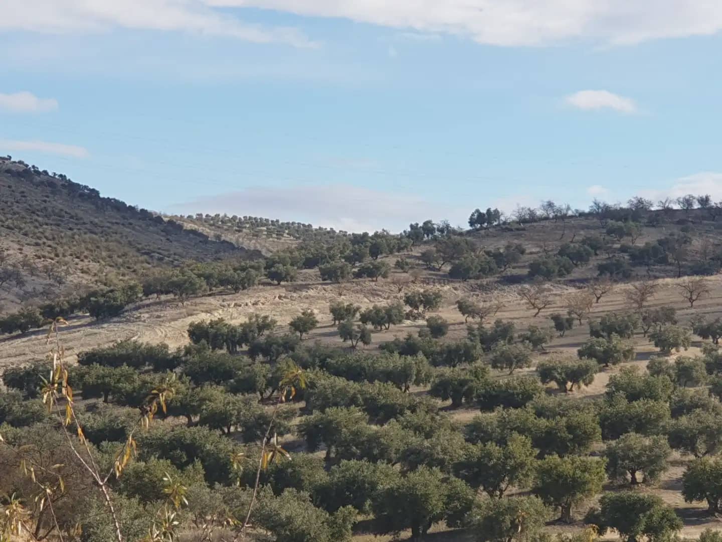 Undeveloped Land for sale in Chimeneas - € 29,000 (Ref: 10047724)
