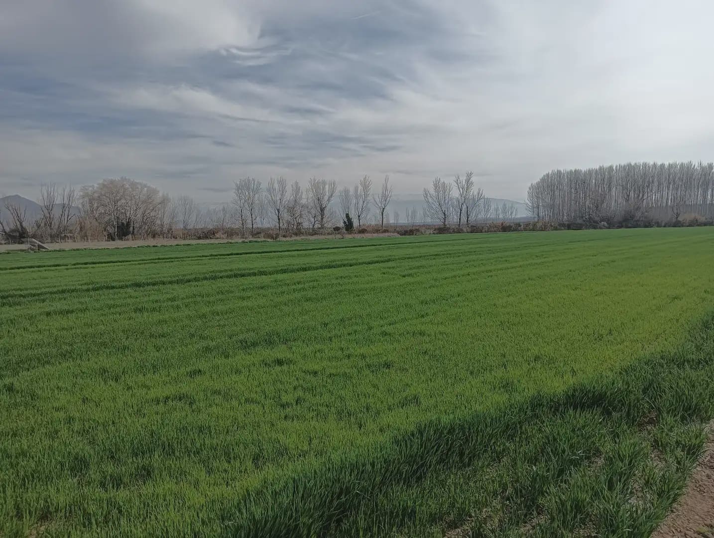 Grond te koop in Pinos Puente - € 180.000 (Ref: 10047746)