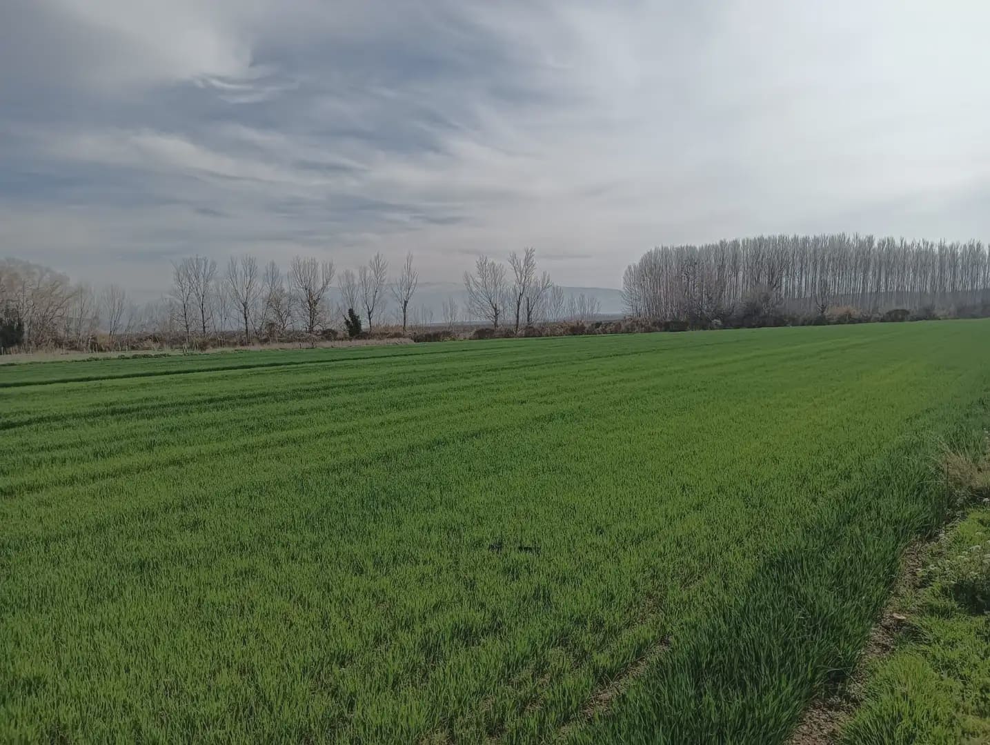 Grond te koop in Pinos Puente - € 180.000 (Ref: 10047746)