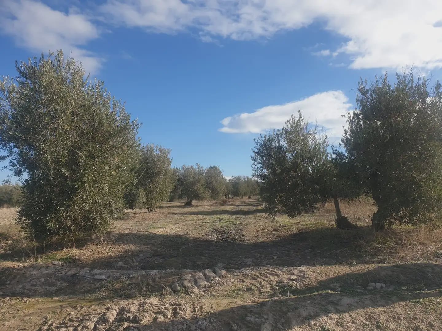 Undeveloped Land for sale in Chimeneas - € 10,800 (Ref: 10047749)