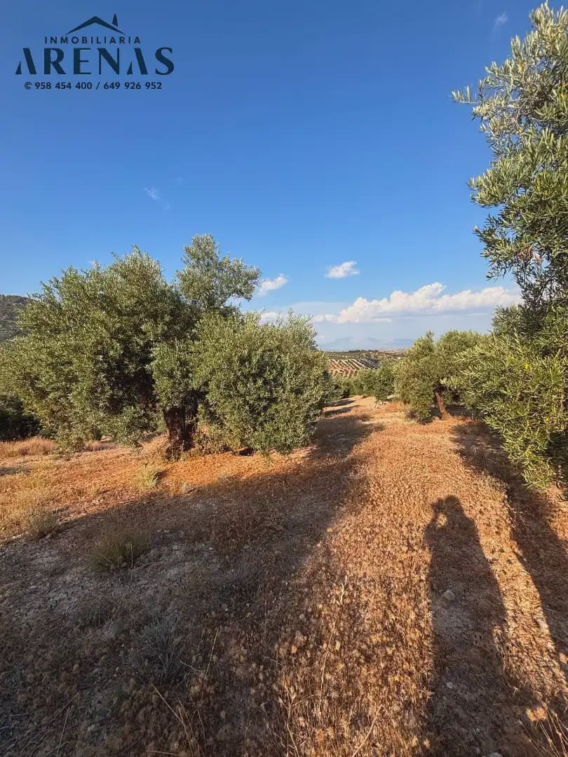 Landgrundstück zu verkaufen in Illora - 12.000 € (Ref: 10047781)