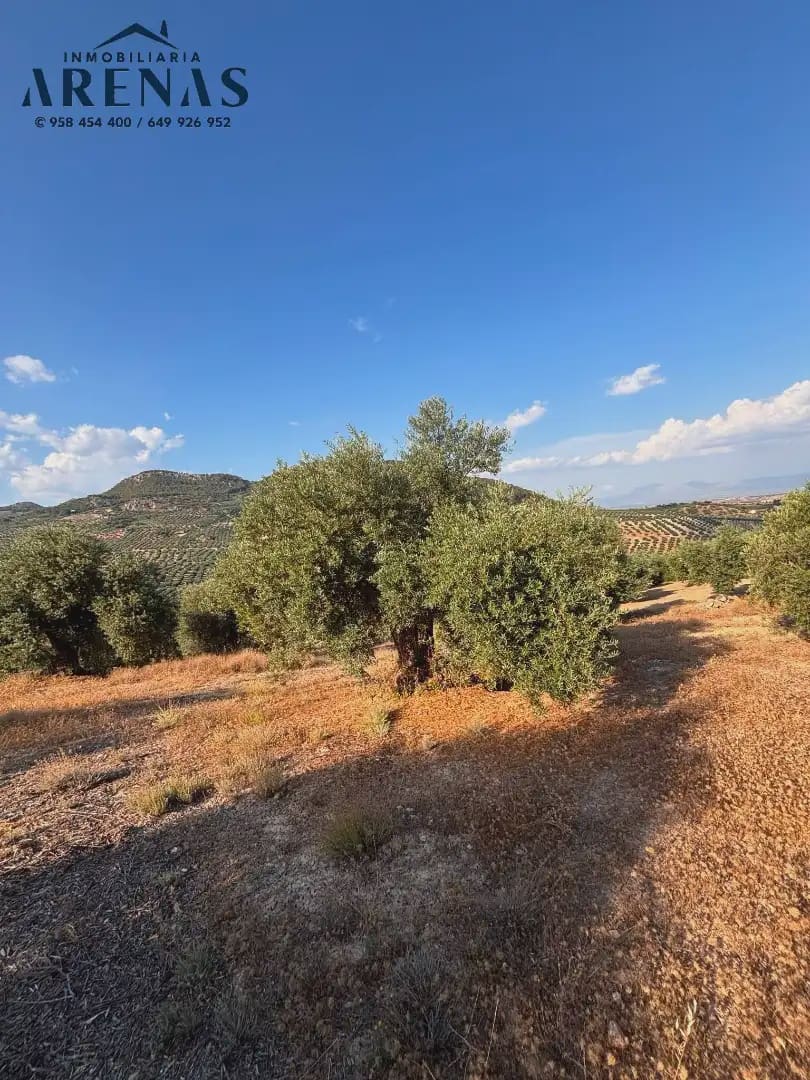 Landgrundstück zu verkaufen in Illora - 12.000 € (Ref: 10047781)