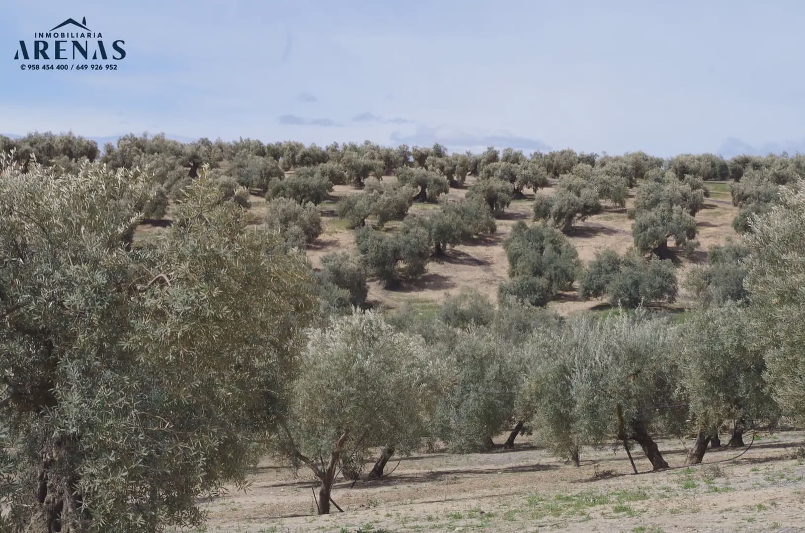 Landgrundstück zu verkaufen in Illora - 26.000 € (Ref: 10047803)