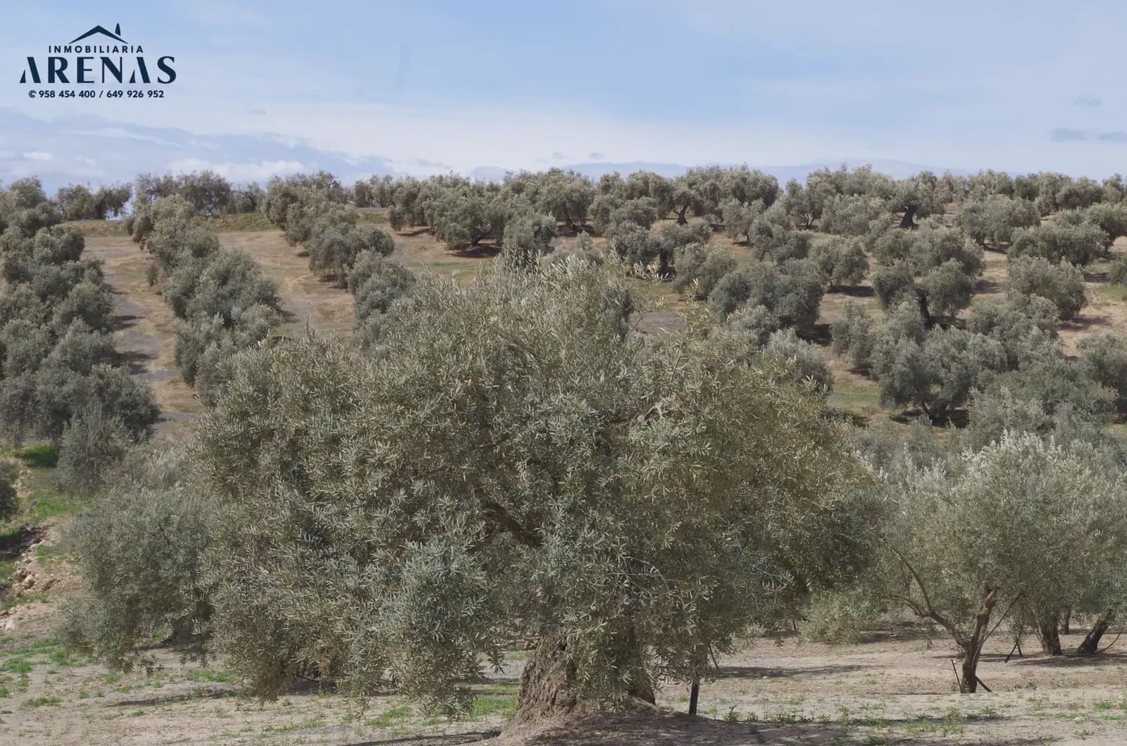 Landgrundstück zu verkaufen in Illora - 26.000 € (Ref: 10047803)