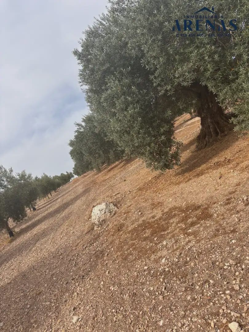 Landgrundstück zu verkaufen in Illora - 25.000 € (Ref: 10047809)