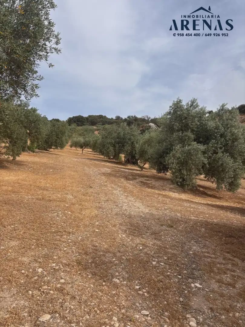 Landgrundstück zu verkaufen in Illora - 25.000 € (Ref: 10047809)