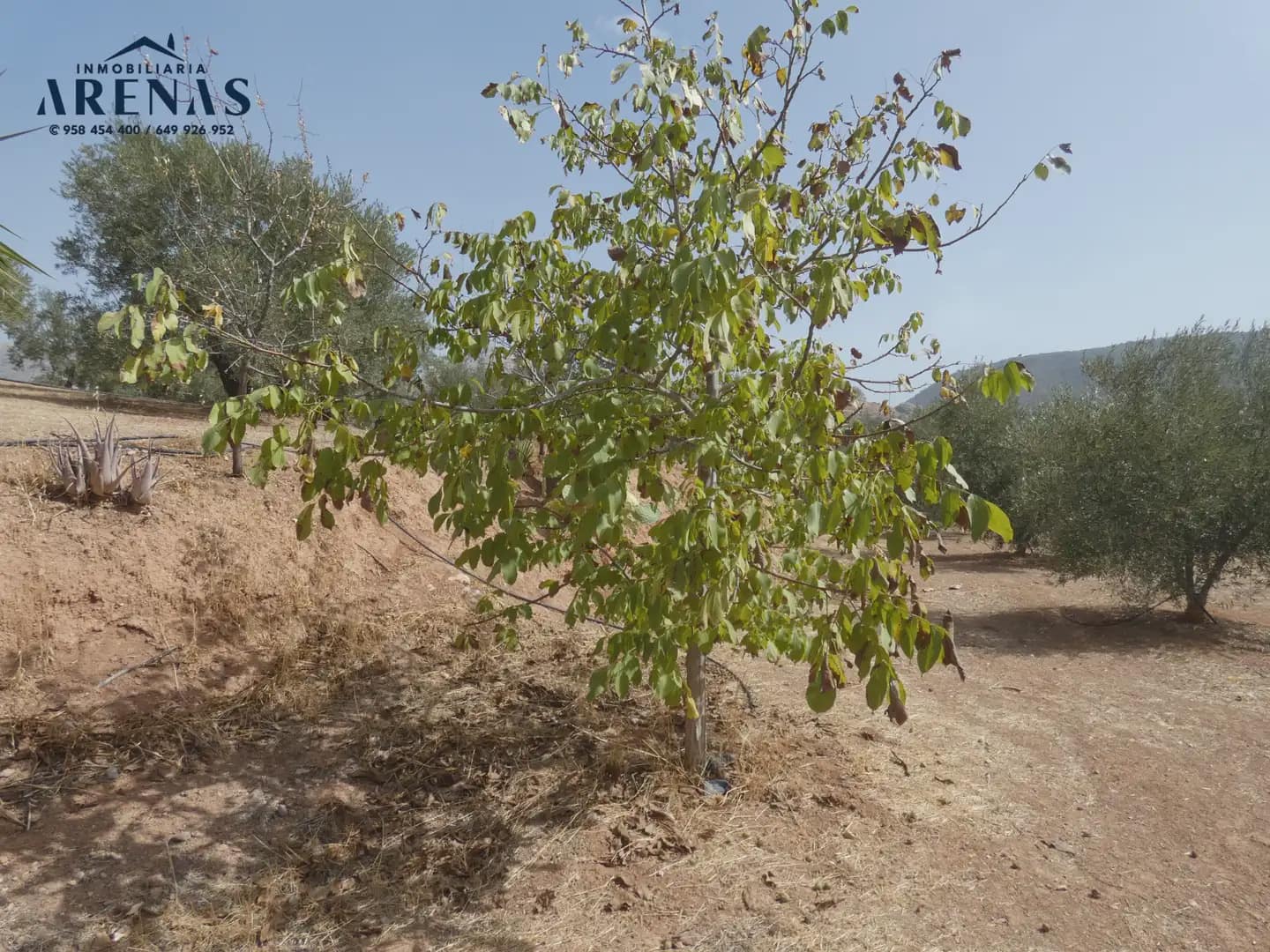Terreno Non Edificato in vendita in Cogollos Vega - 40.000 € (Rif: 10047815)