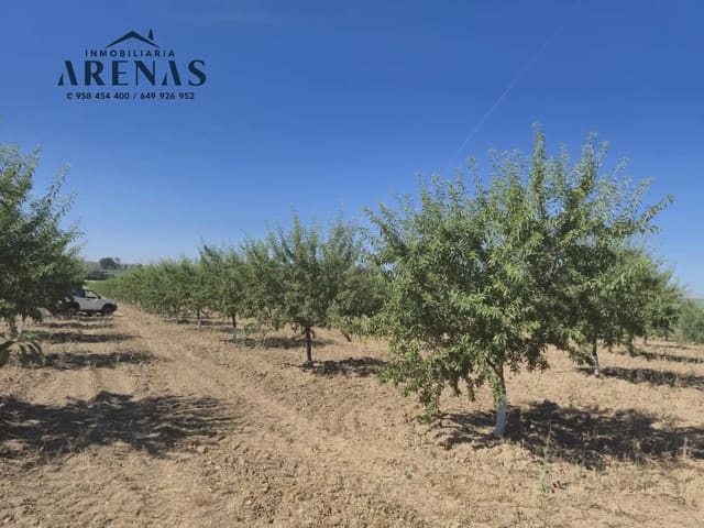 Landgrundstück zu verkaufen in Illora - 100.000 € (Ref: 10086610)