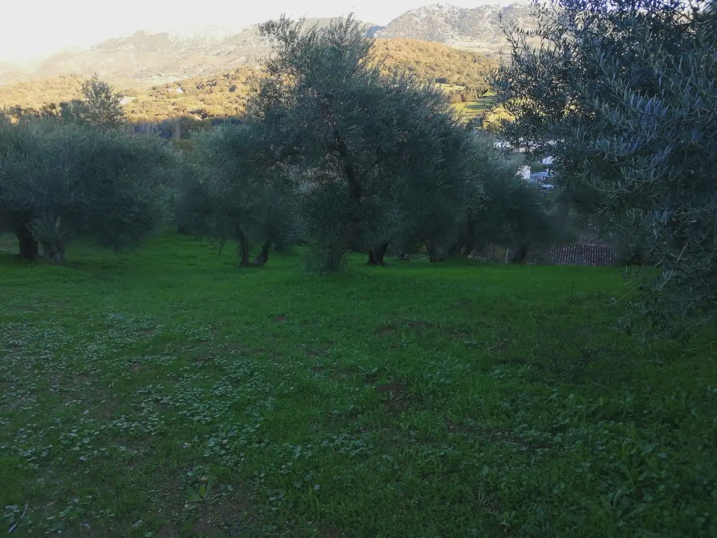 Mark till salu i Cortes de la Frontera - 120 000 € (Ref: 10016341)