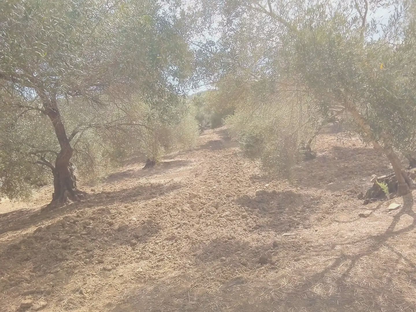 Mark till salu i Cortes de la Frontera - 120 000 € (Ref: 10016341)