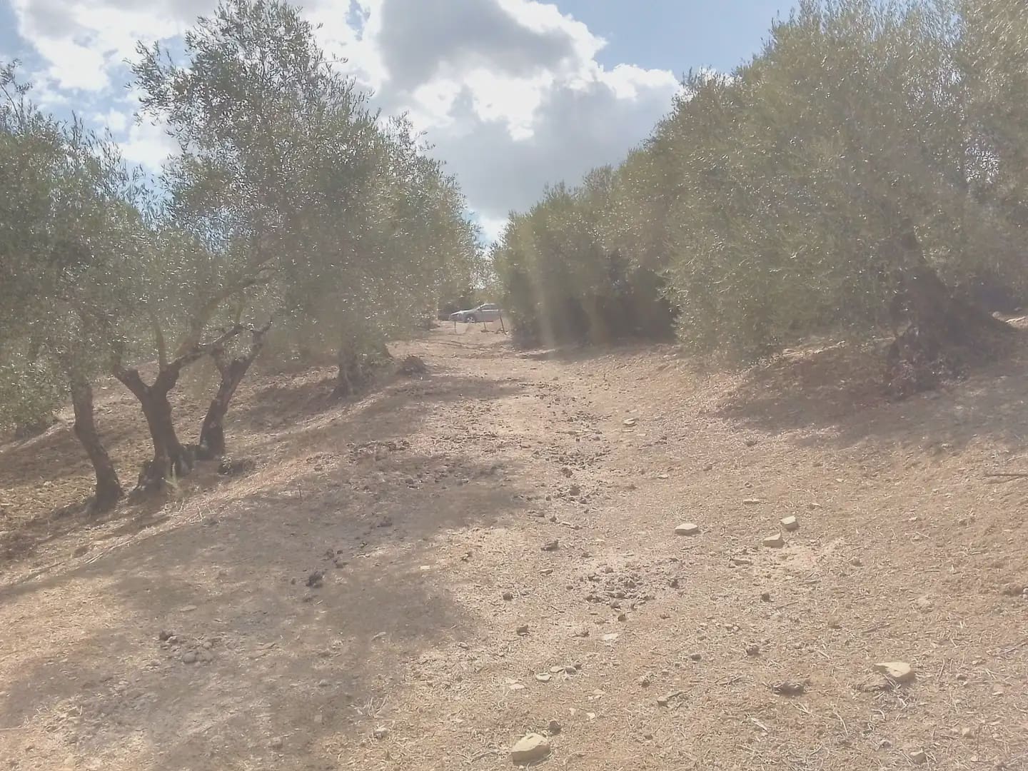 Mark till salu i Cortes de la Frontera - 120 000 € (Ref: 10016341)