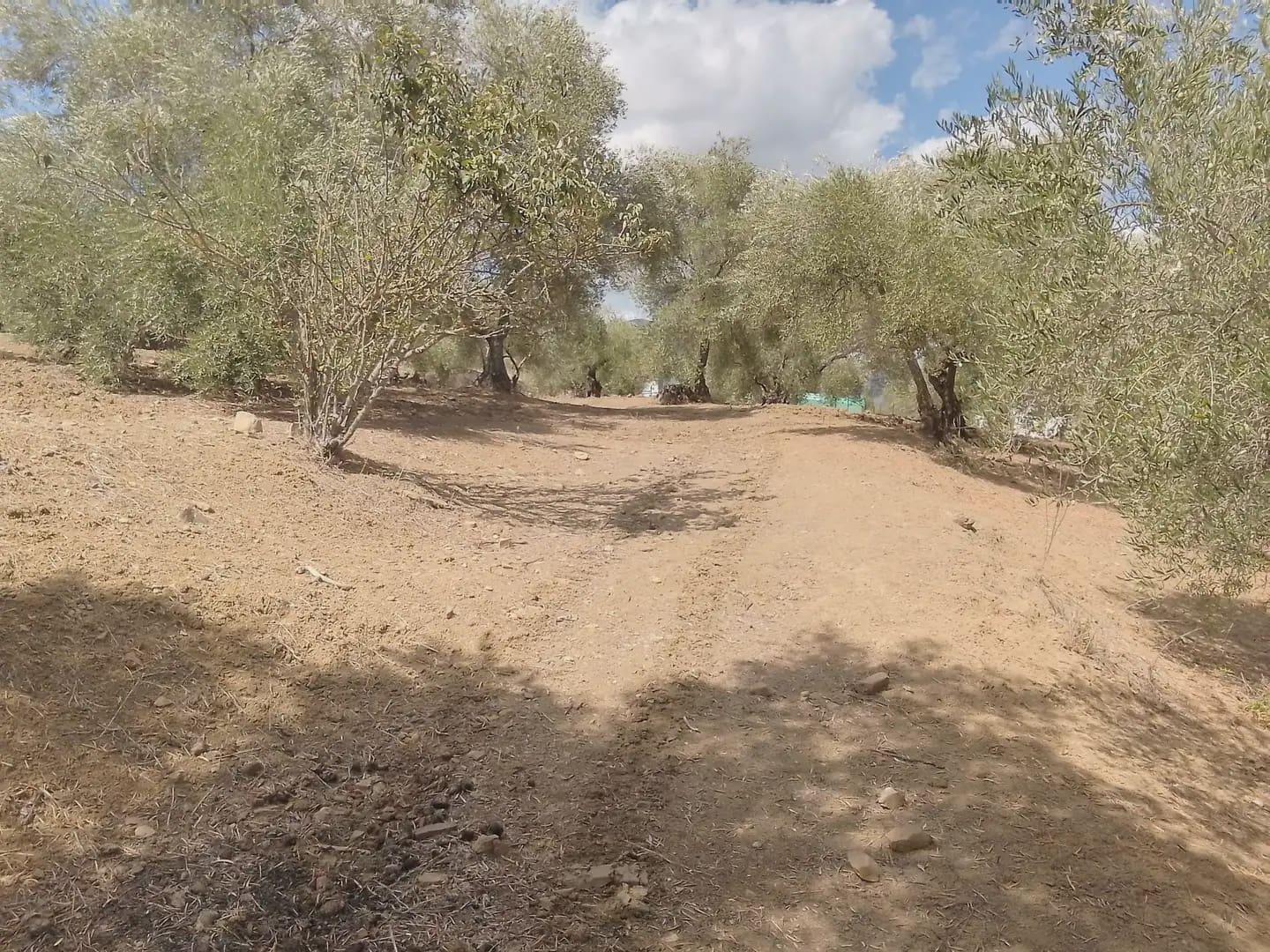 Mark till salu i Cortes de la Frontera - 120 000 € (Ref: 10016341)