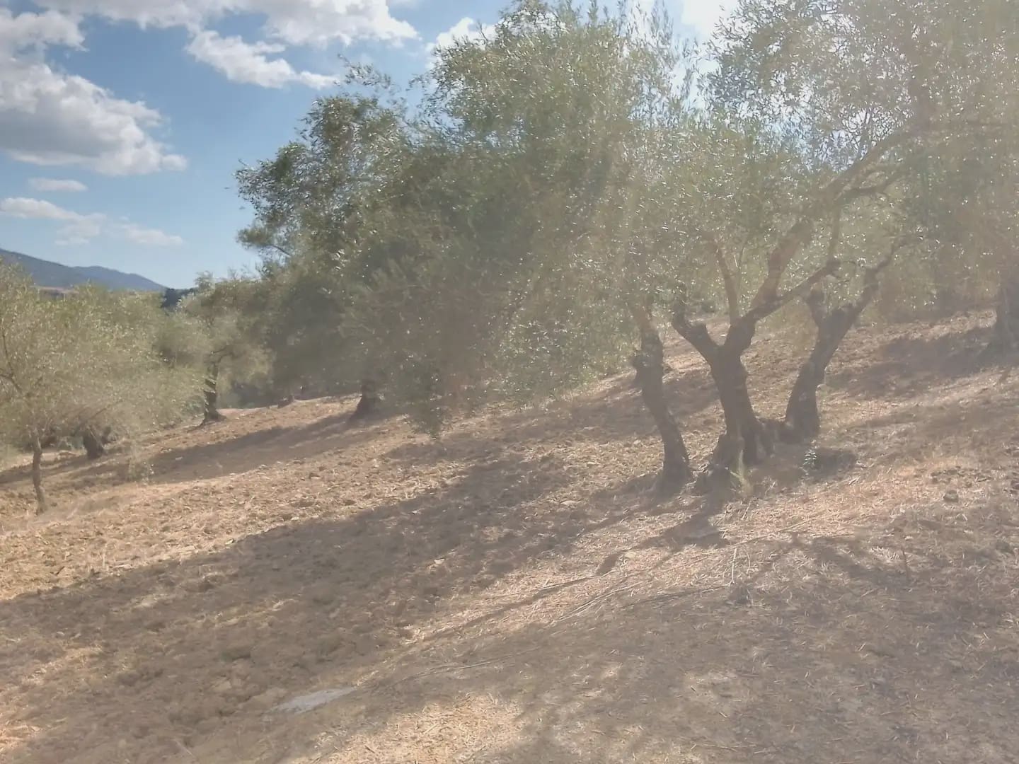 Mark till salu i Cortes de la Frontera - 120 000 € (Ref: 10016341)