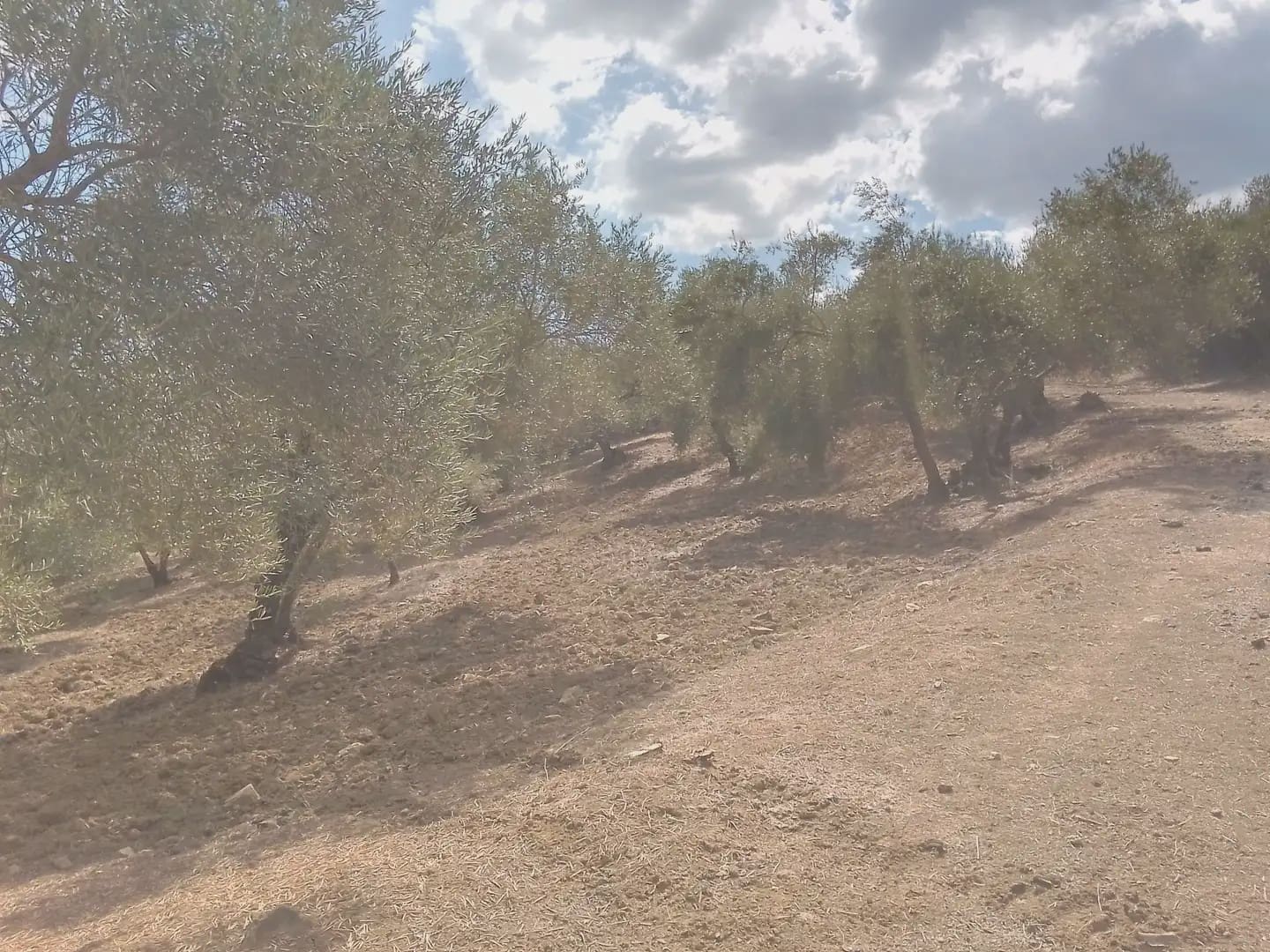 Mark till salu i Cortes de la Frontera - 120 000 € (Ref: 10016341)
