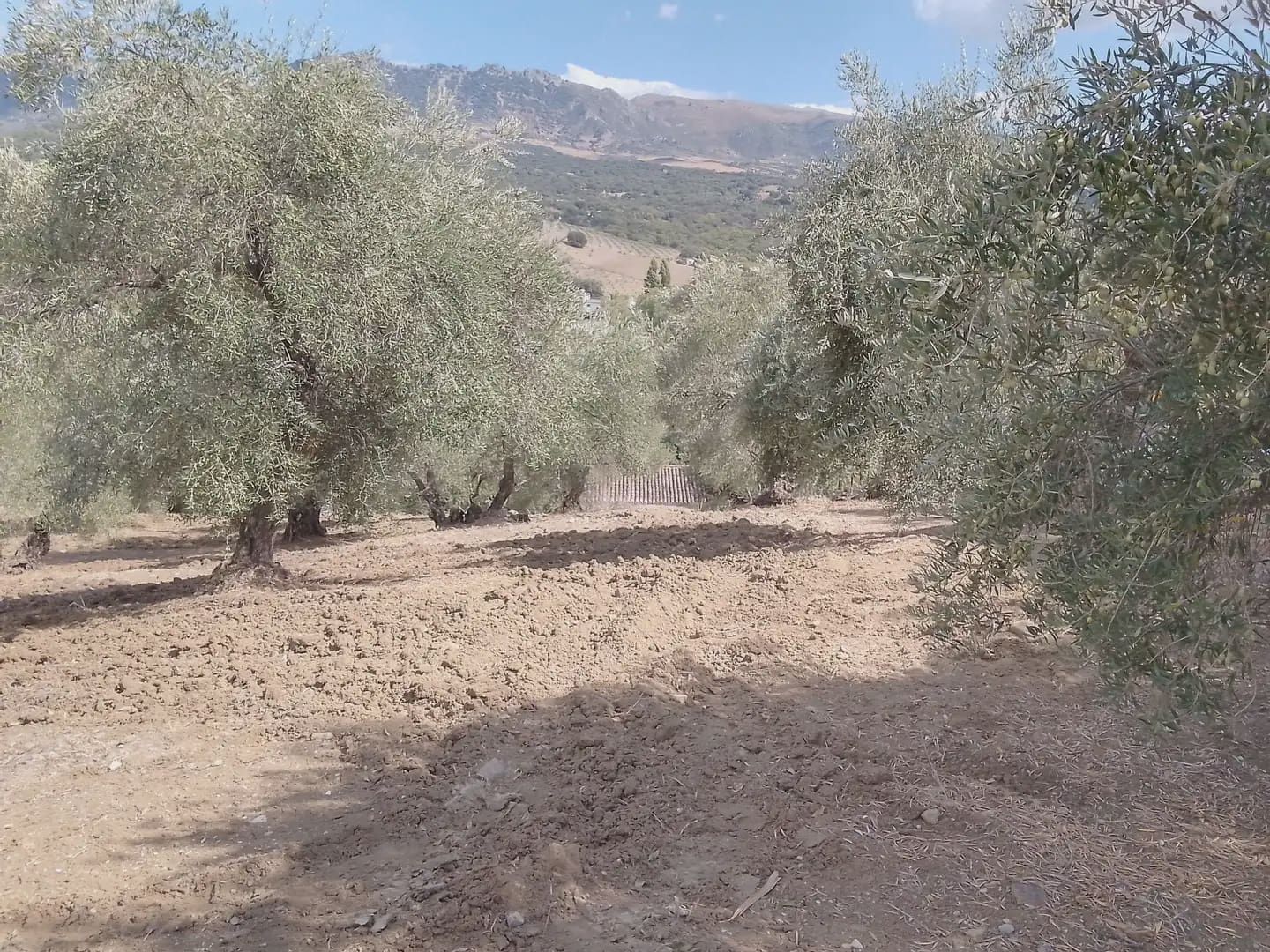 Mark till salu i Cortes de la Frontera - 120 000 € (Ref: 10016341)