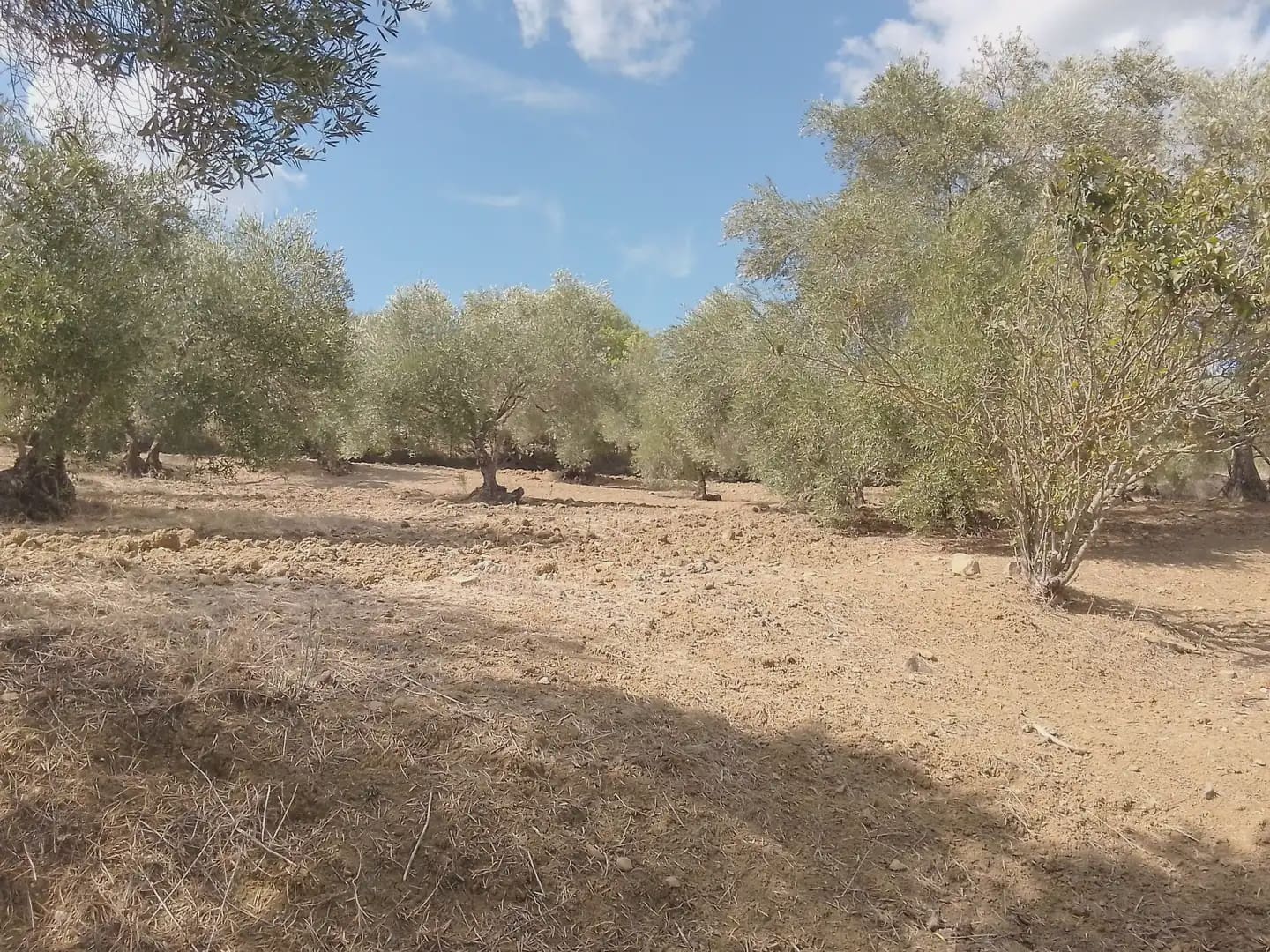 Mark till salu i Cortes de la Frontera - 120 000 € (Ref: 10016341)