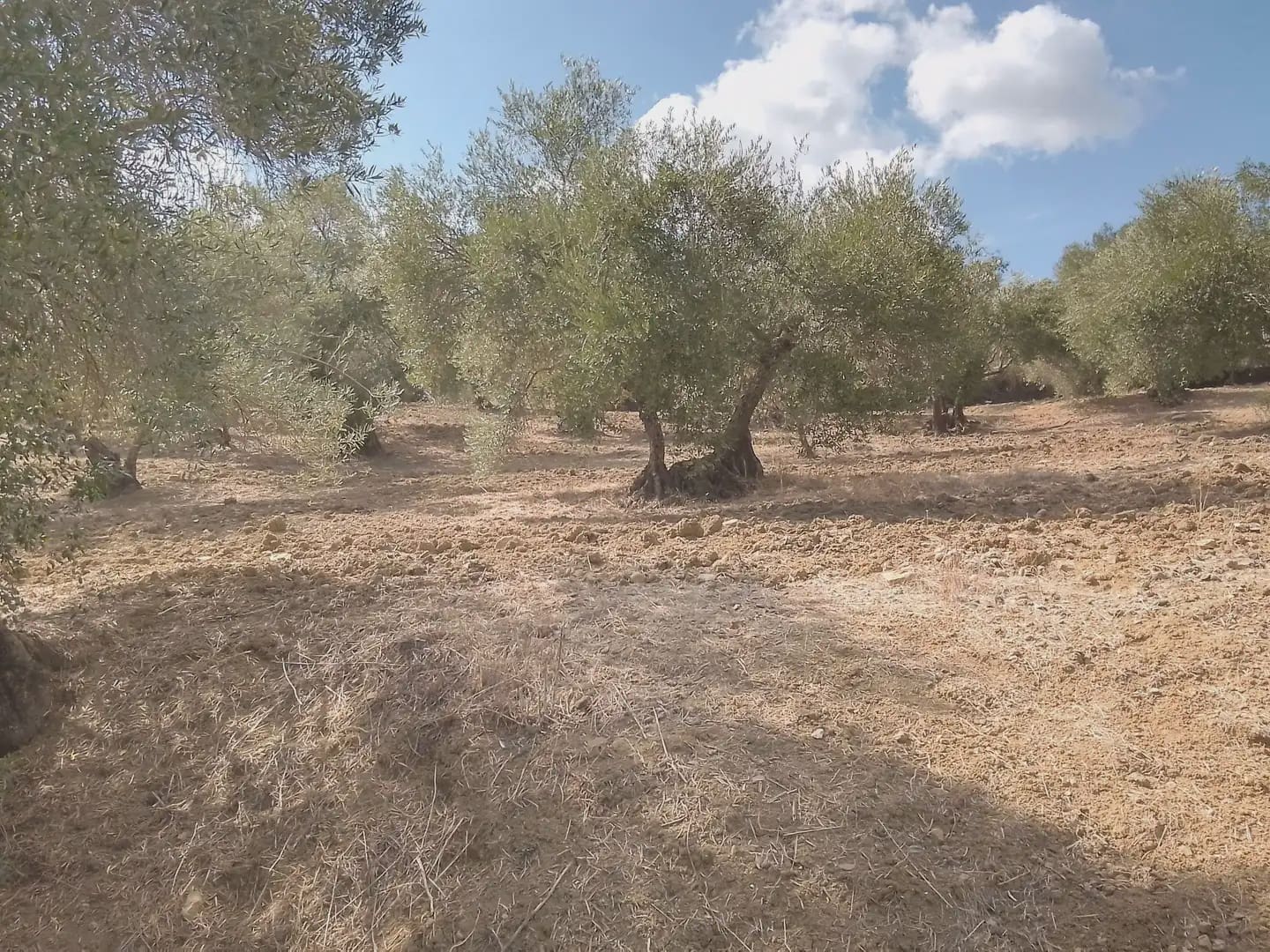 Mark till salu i Cortes de la Frontera - 120 000 € (Ref: 10016341)