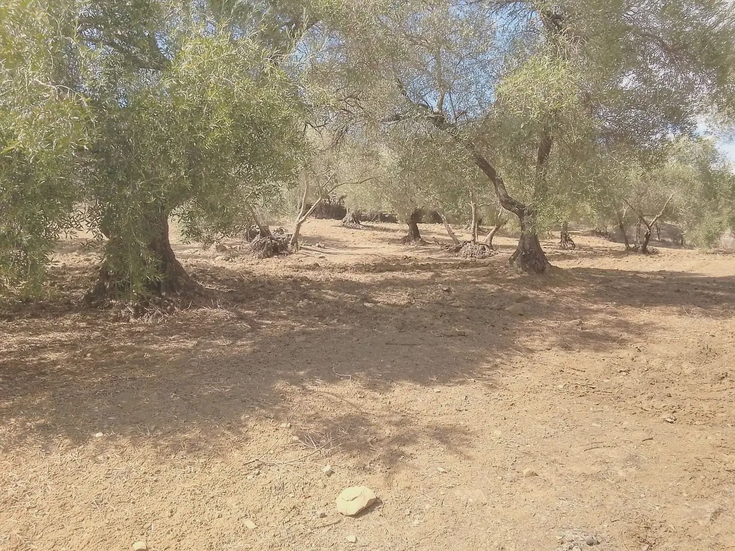 Mark till salu i Cortes de la Frontera - 120 000 € (Ref: 10016341)