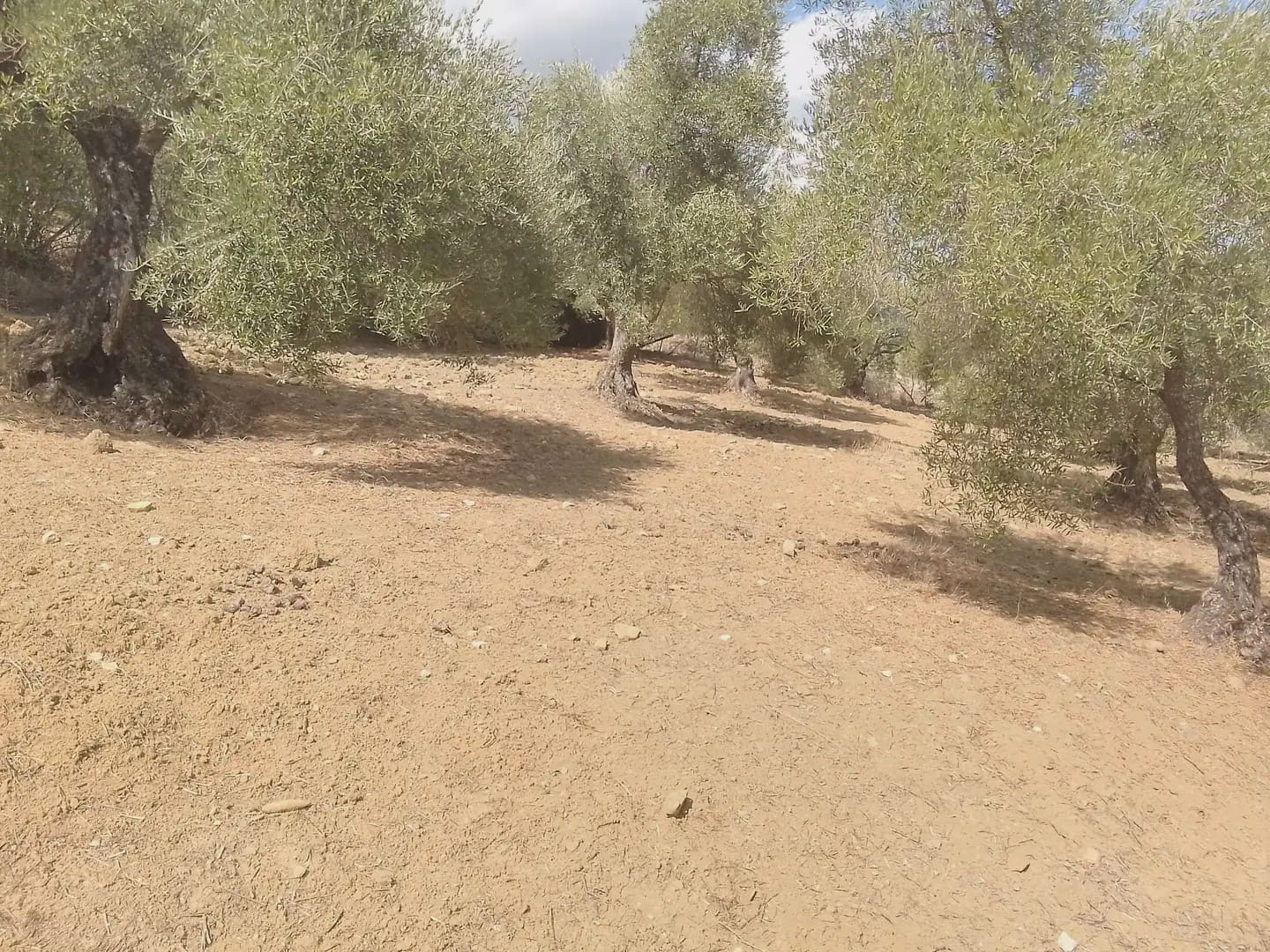 Mark till salu i Cortes de la Frontera - 120 000 € (Ref: 10016341)