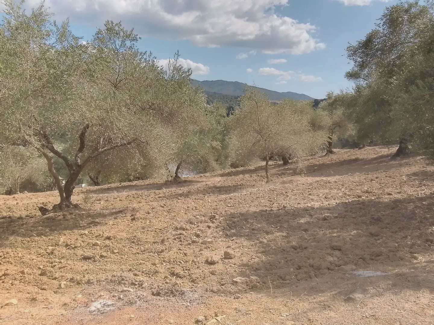Mark till salu i Cortes de la Frontera - 120 000 € (Ref: 10016341)