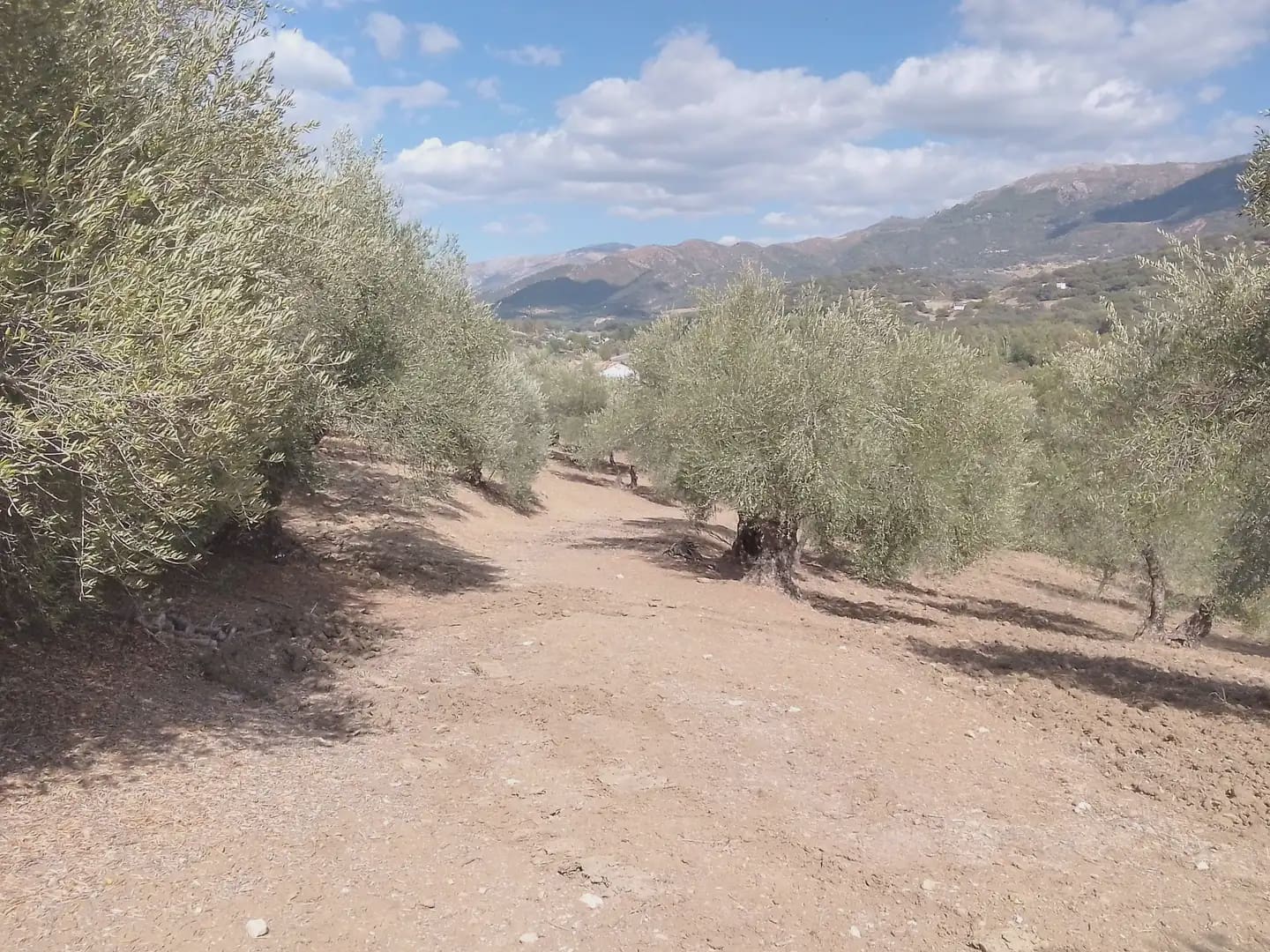 Mark till salu i Cortes de la Frontera - 120 000 € (Ref: 10016341)