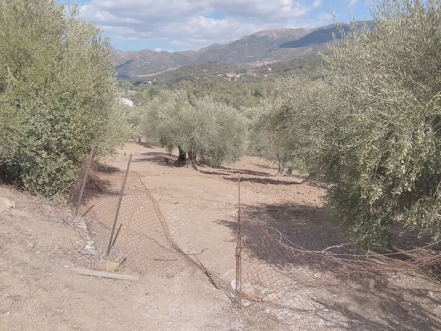 Mark till salu i Cortes de la Frontera - 120 000 € (Ref: 10016341)