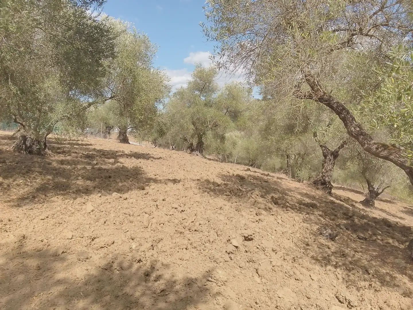 Mark till salu i Cortes de la Frontera - 120 000 € (Ref: 10016341)