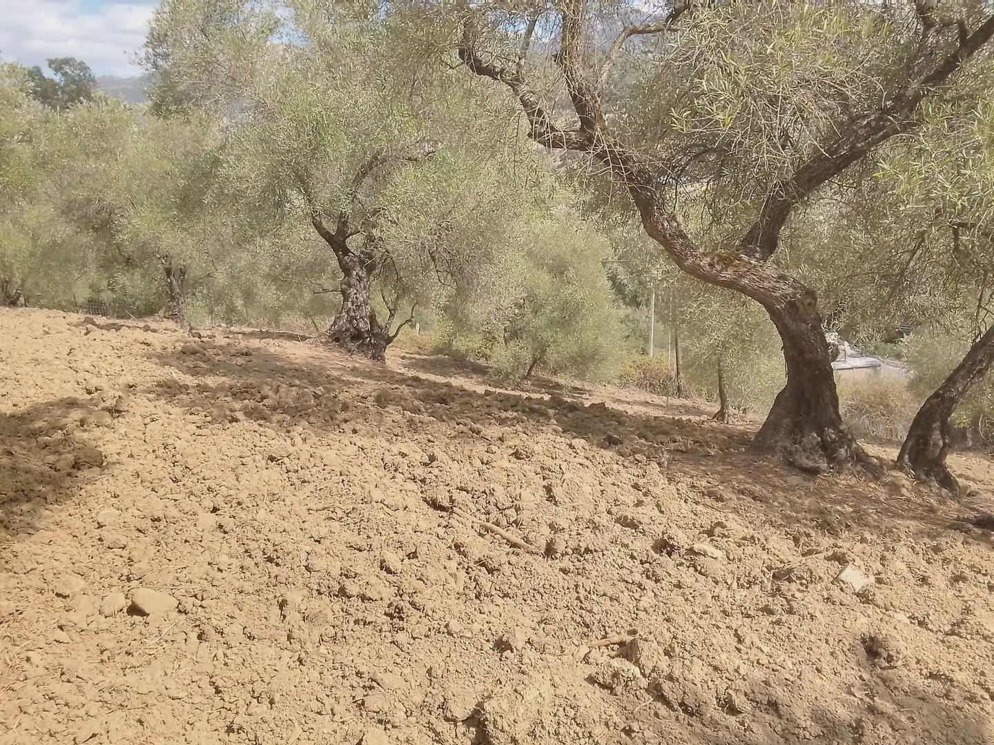 Mark till salu i Cortes de la Frontera - 120 000 € (Ref: 10016341)
