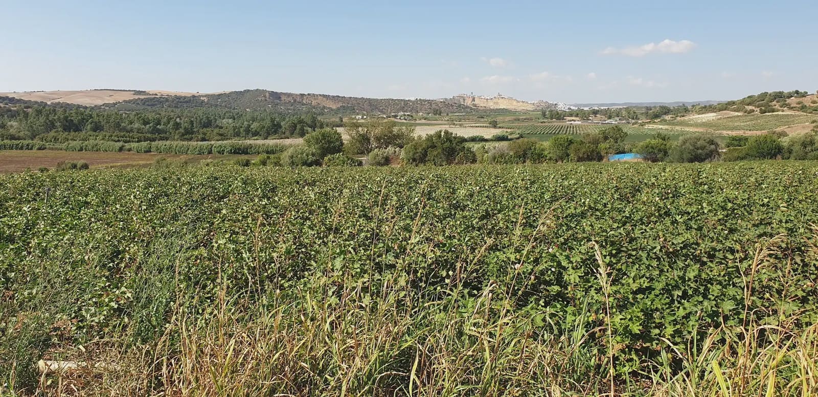 Grunde uden byggetilladelser til salg i Arcos de la Frontera - € 120.000 (Ref: 10016342)