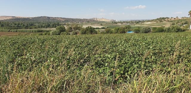 Grunde uden byggetilladelser til salg i Arcos de la Frontera - € 120.000 (Ref: 10016342)