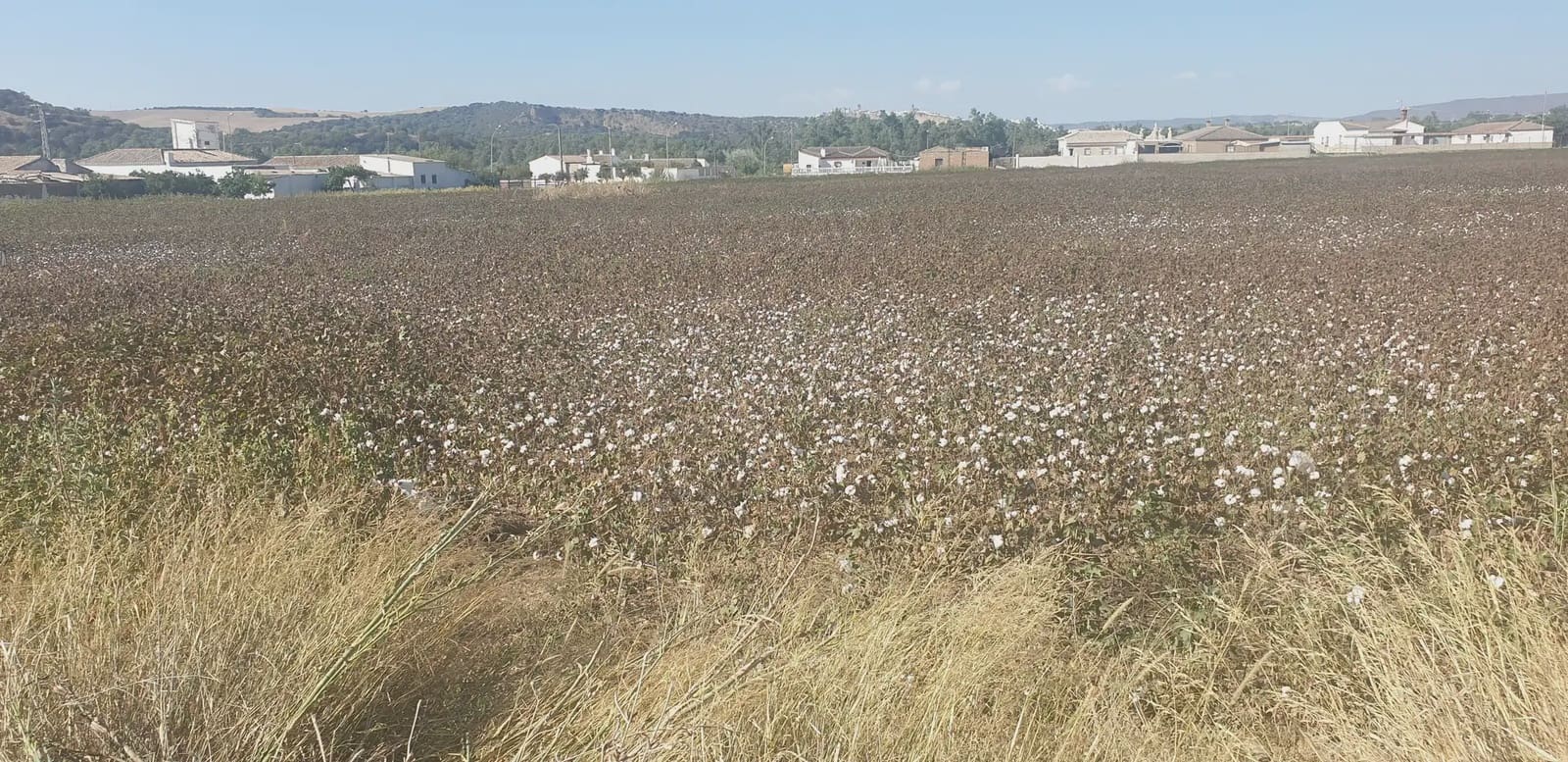 Mark till salu i Arcos de la Frontera - 60 000 € (Ref: 10016343)